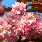 Japanische Blütenkirsche, Prunus serrulata, in der Mai-Sonne