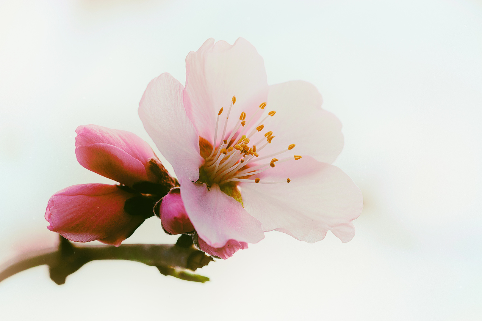 Japanische Blütenkirsche (Prunus serrulata), Japanese cherry