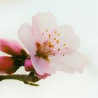 Japanische Blütenkirsche (Prunus serrulata), Japanese cherry