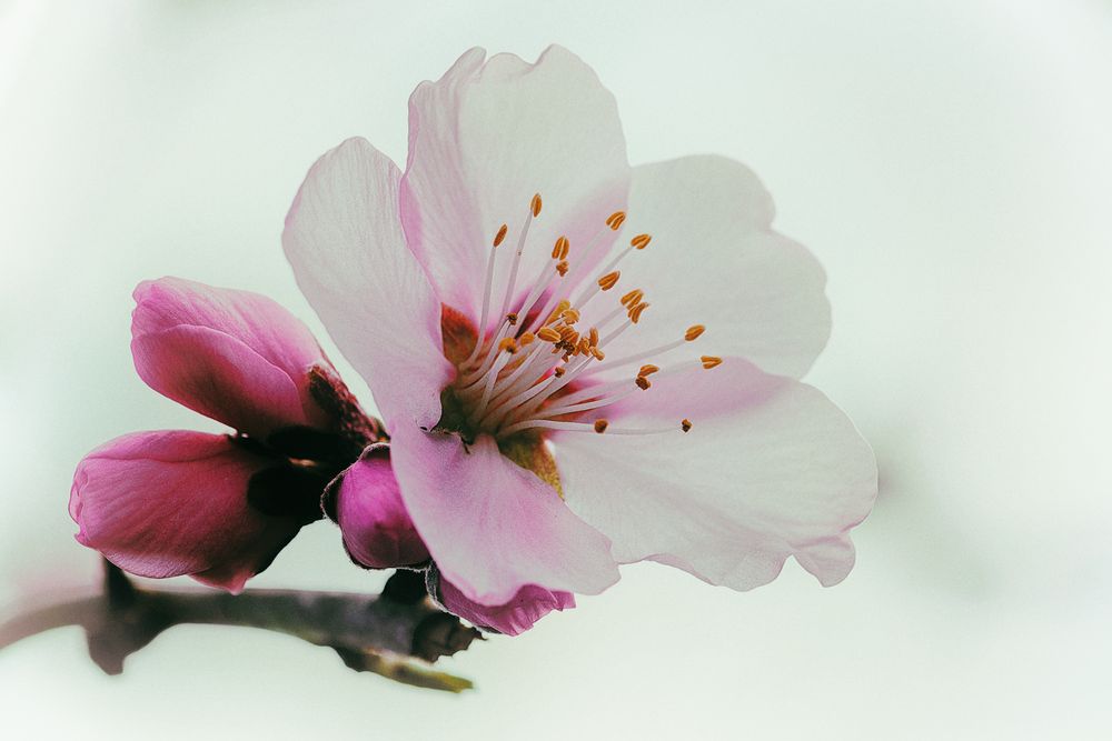 Japanische Blütenkirsche (Prunus serrulata), Japanese cherry