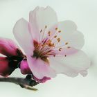 Japanische Blütenkirsche (Prunus serrulata), Japanese cherry