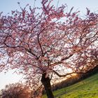 Japanische Blütenkirsche (Prunus Serrulata Kanzan)