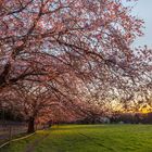 Japanische Blütenkirsche (Prunus Serrulata Kanzan)