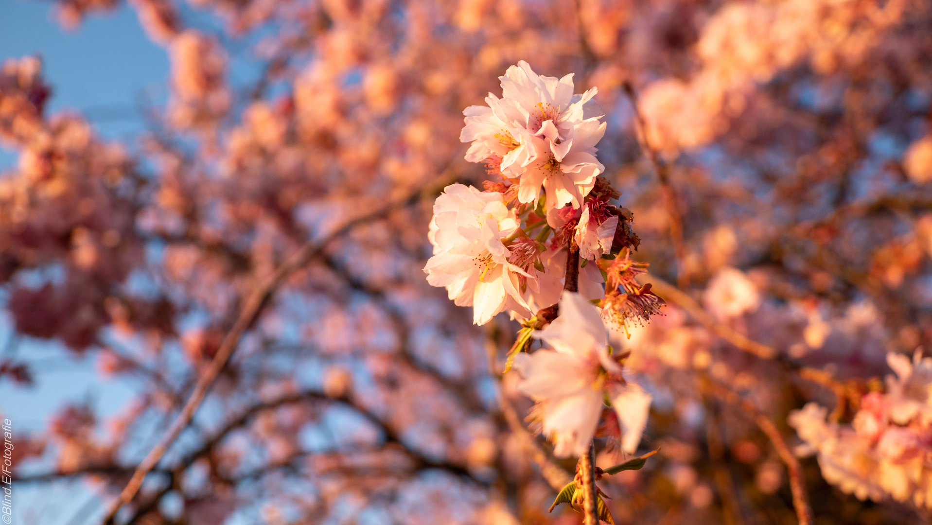 Japanische Blütenkirsche (Prunus Serrulata Kanzan)