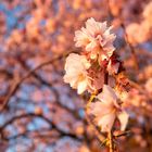 Japanische Blütenkirsche (Prunus Serrulata Kanzan)