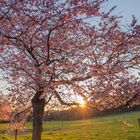 Japanische Blütenkirsche (Prunus Serrulata Kanzan)