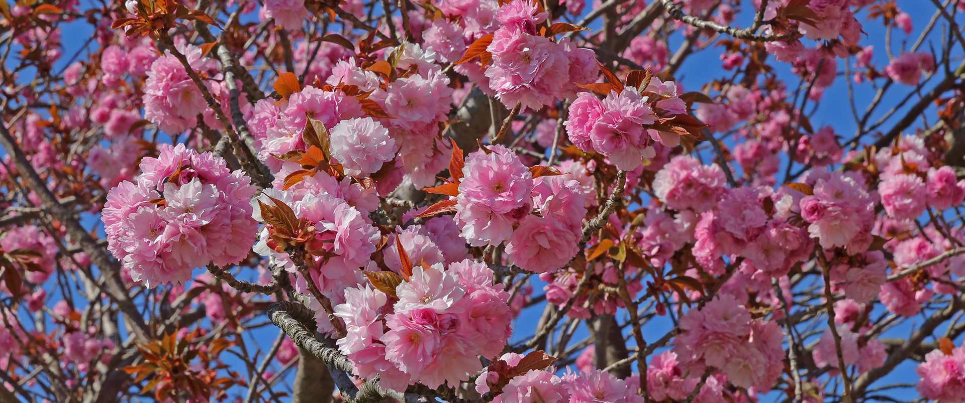 Japanische Blütenkirsche  Prunus serrulata und intensiver kann man sie kaum noch zeigen