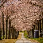 Japanische Blütenkirschen