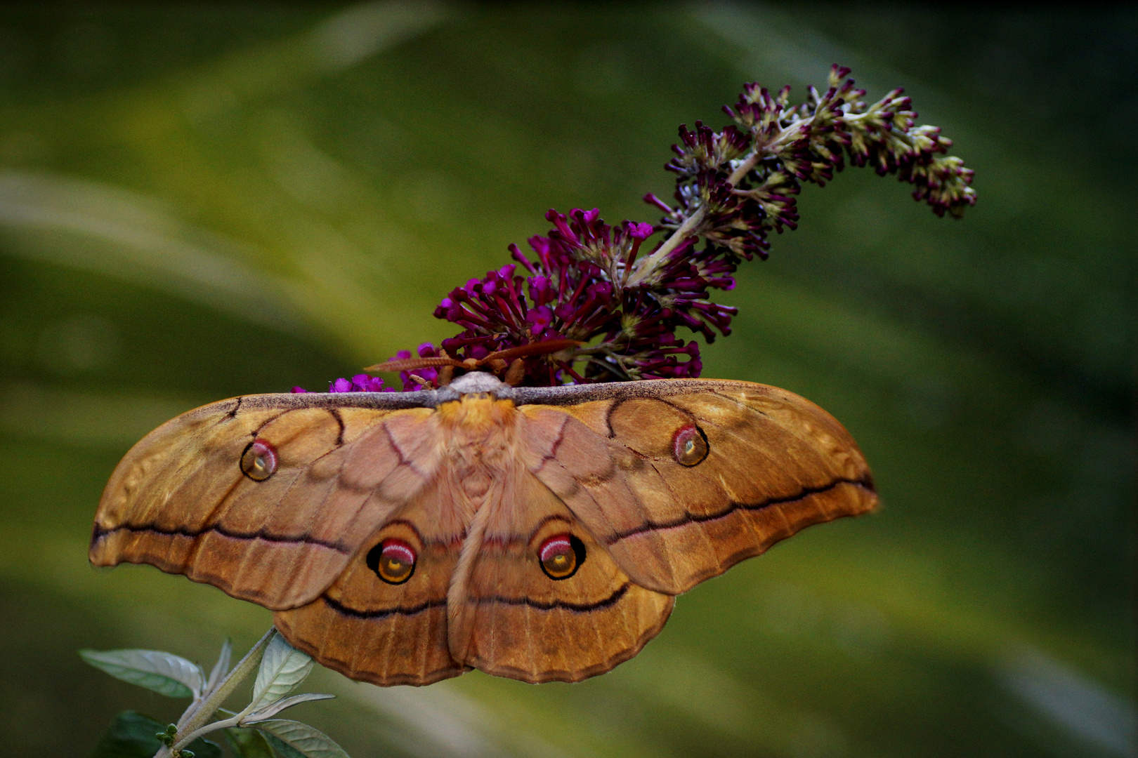  Japanische Eichenseidenspinner (Antheraea yamamai)