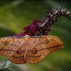  Japanische Eichenseidenspinner (Antheraea yamamai)