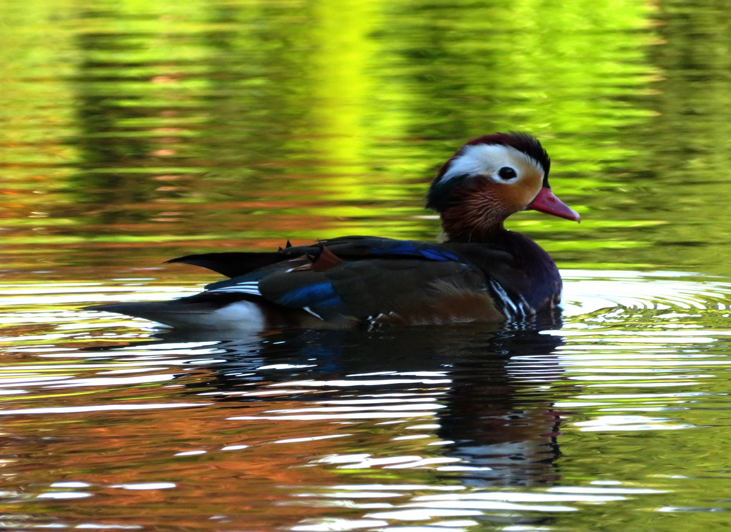 Japanische Ente ...