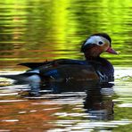 Japanische Ente ...