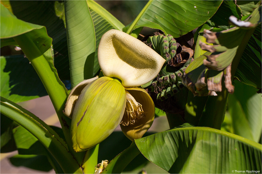 Japanische Faser-Banane (Musa basjoo).