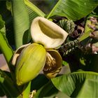 Japanische Faser-Banane (Musa basjoo).