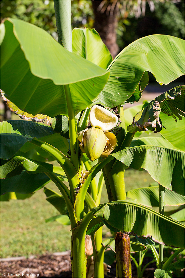 Japanische Faser-Banane (Musa basjoo)