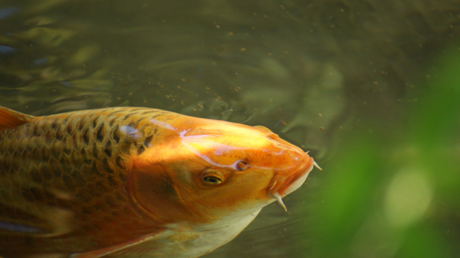 japanische Fisch