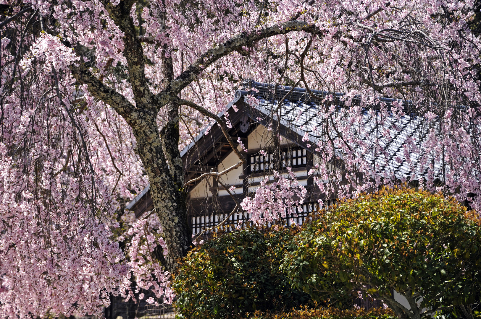 Japanische Frühlingsszene 01