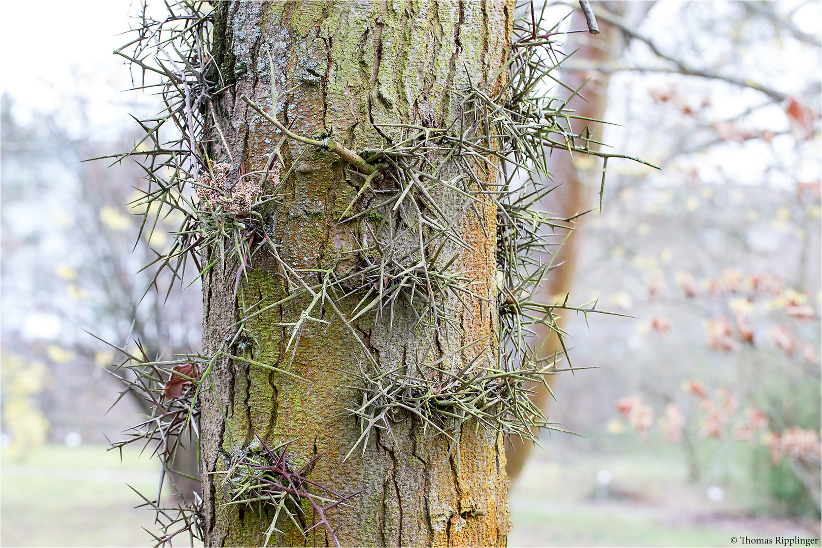 Japanische Gleditschie (Gleditsia japonica).