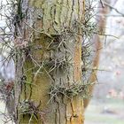 Japanische Gleditschie (Gleditsia japonica).