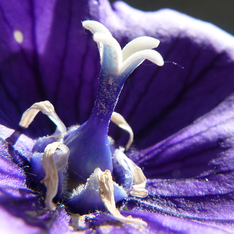 Japanische Glockenblume