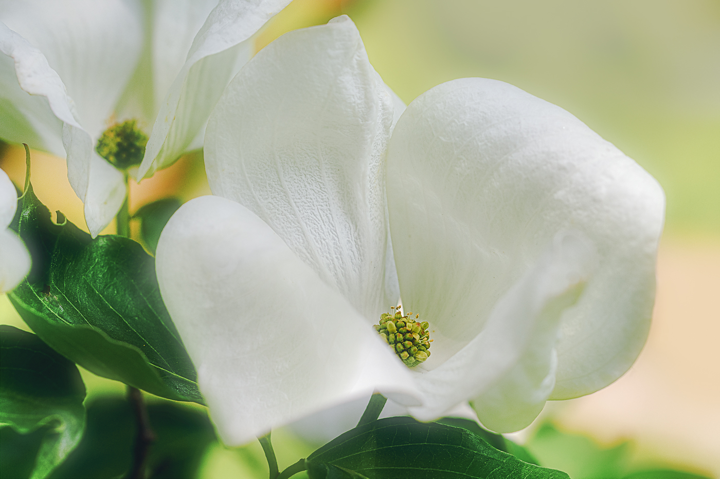 Japanische Hartriegel-Blüte