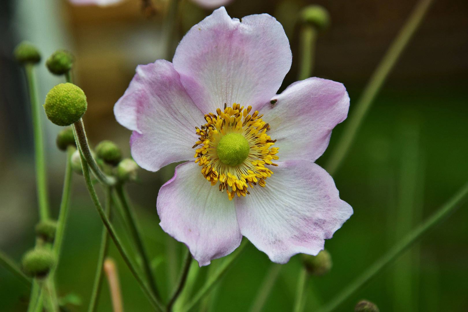 japanische Herbst- anemone 1