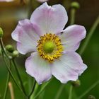 japanische Herbst- anemone 1