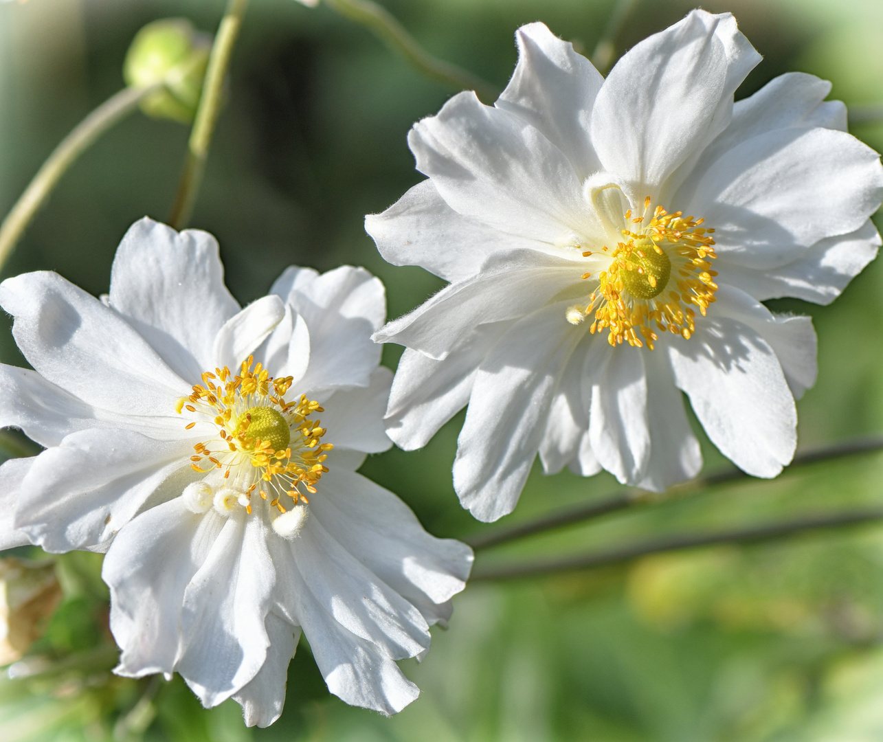 Japanische Herbst-Anemone