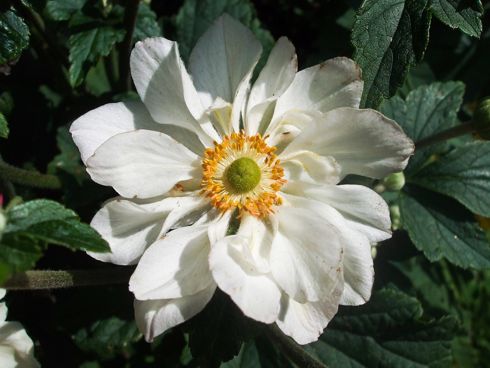 japanische Herbst Anemone