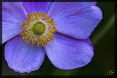 Japanische Herbst-Anemone