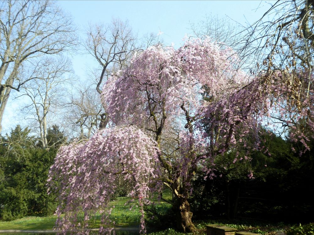 Japanische Higan-Kirsche im Frankfurter Palmengarten