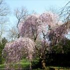 Japanische Higan-Kirsche im Frankfurter Palmengarten