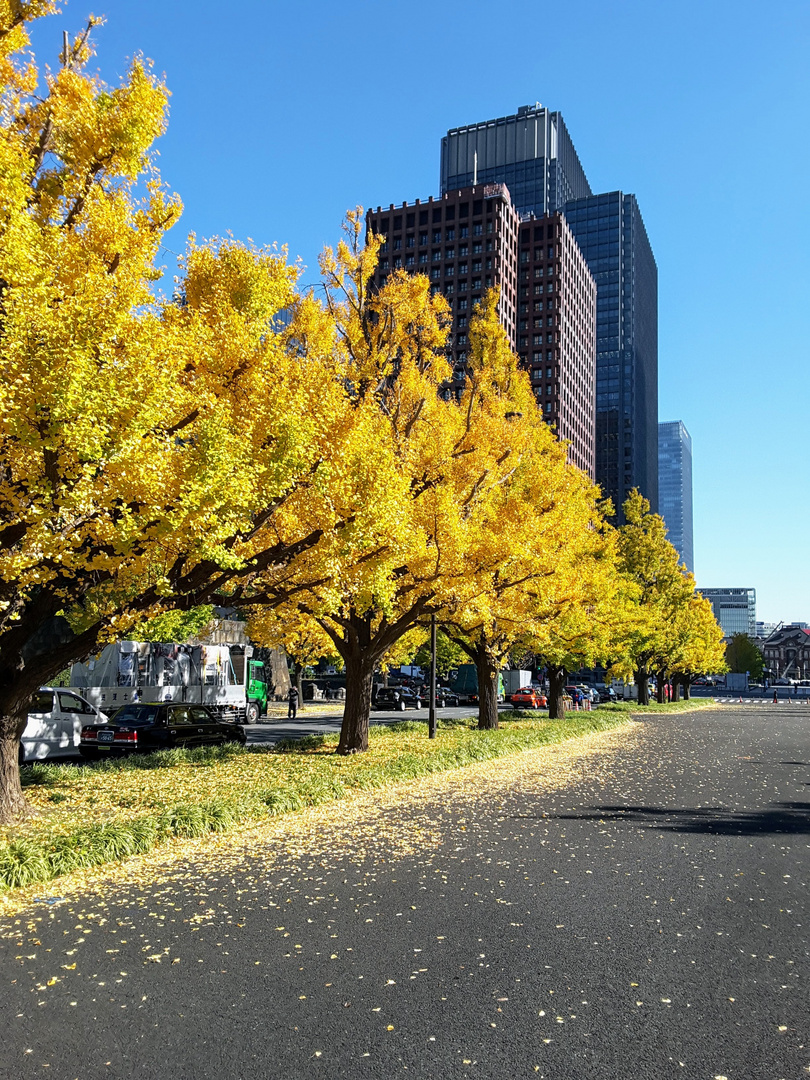 japanische Impressionen: goldene Zeit