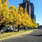 japanische Impressionen: goldene Zeit