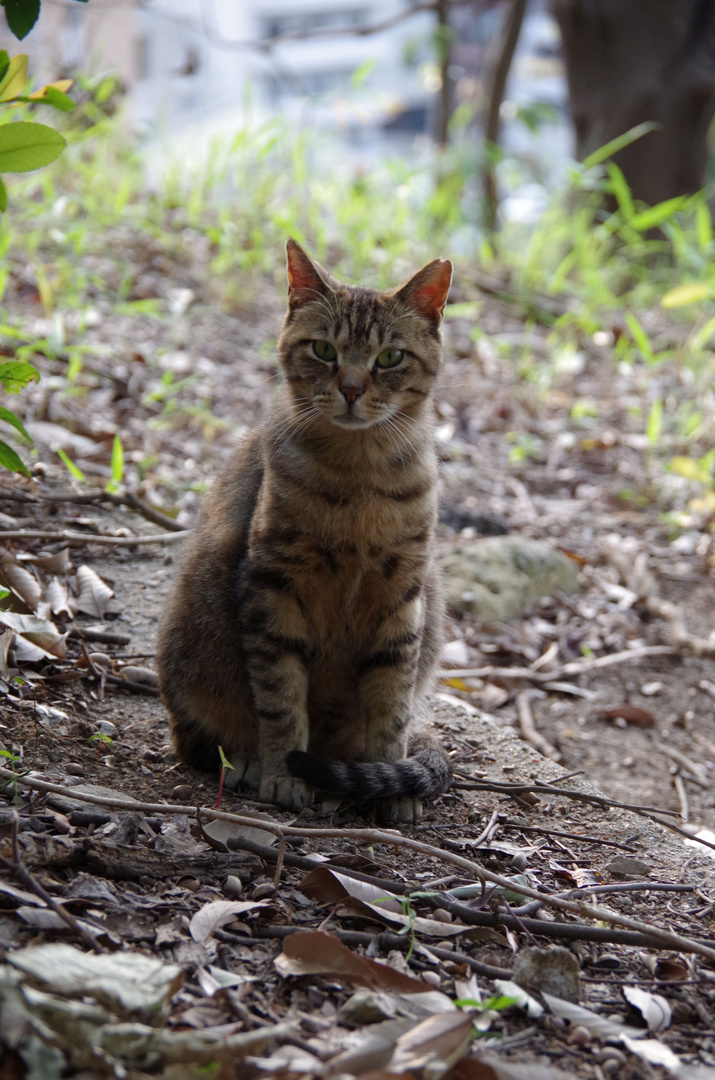 japanische Katze