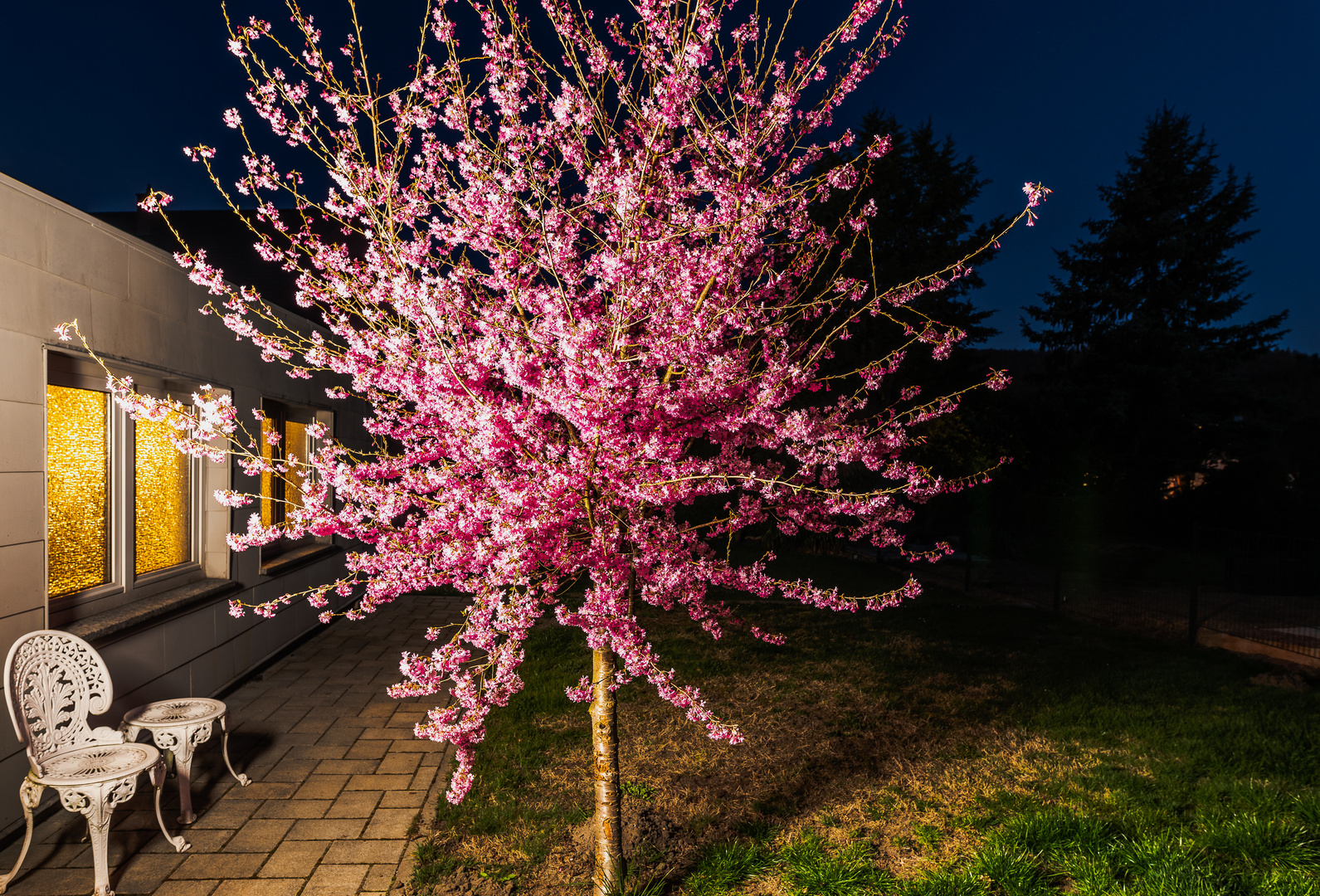 Japanische Kirchblüte