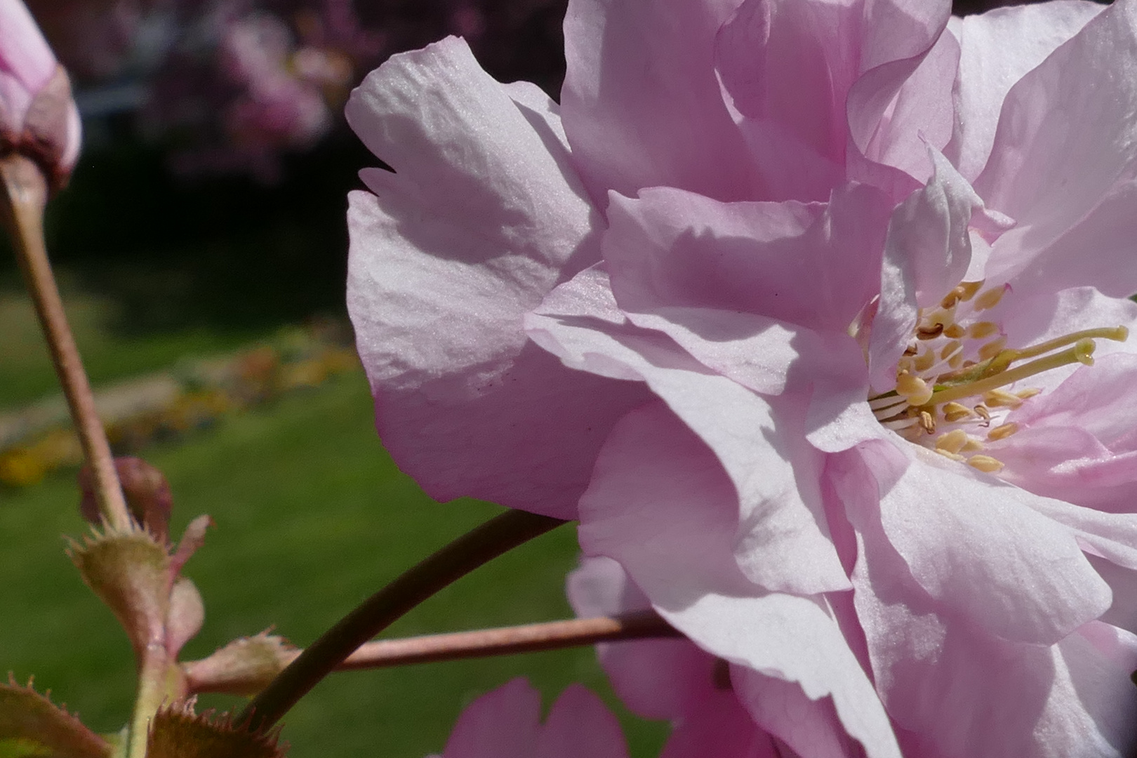 Japanische Kirchblüte