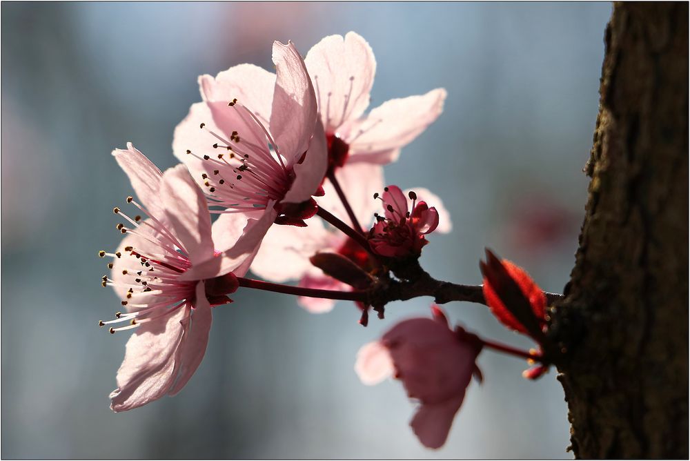 Japanische Kirchblüte