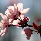 Japanische Kirchblüte