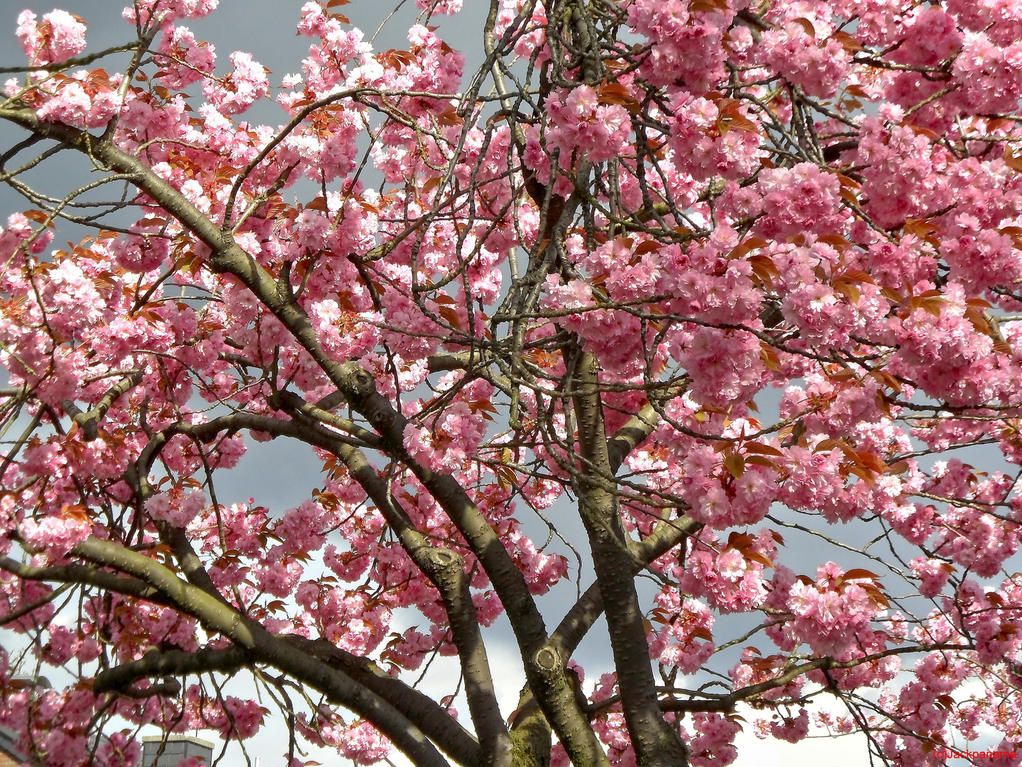 Japanische Kirschbäume in Blüte (4)