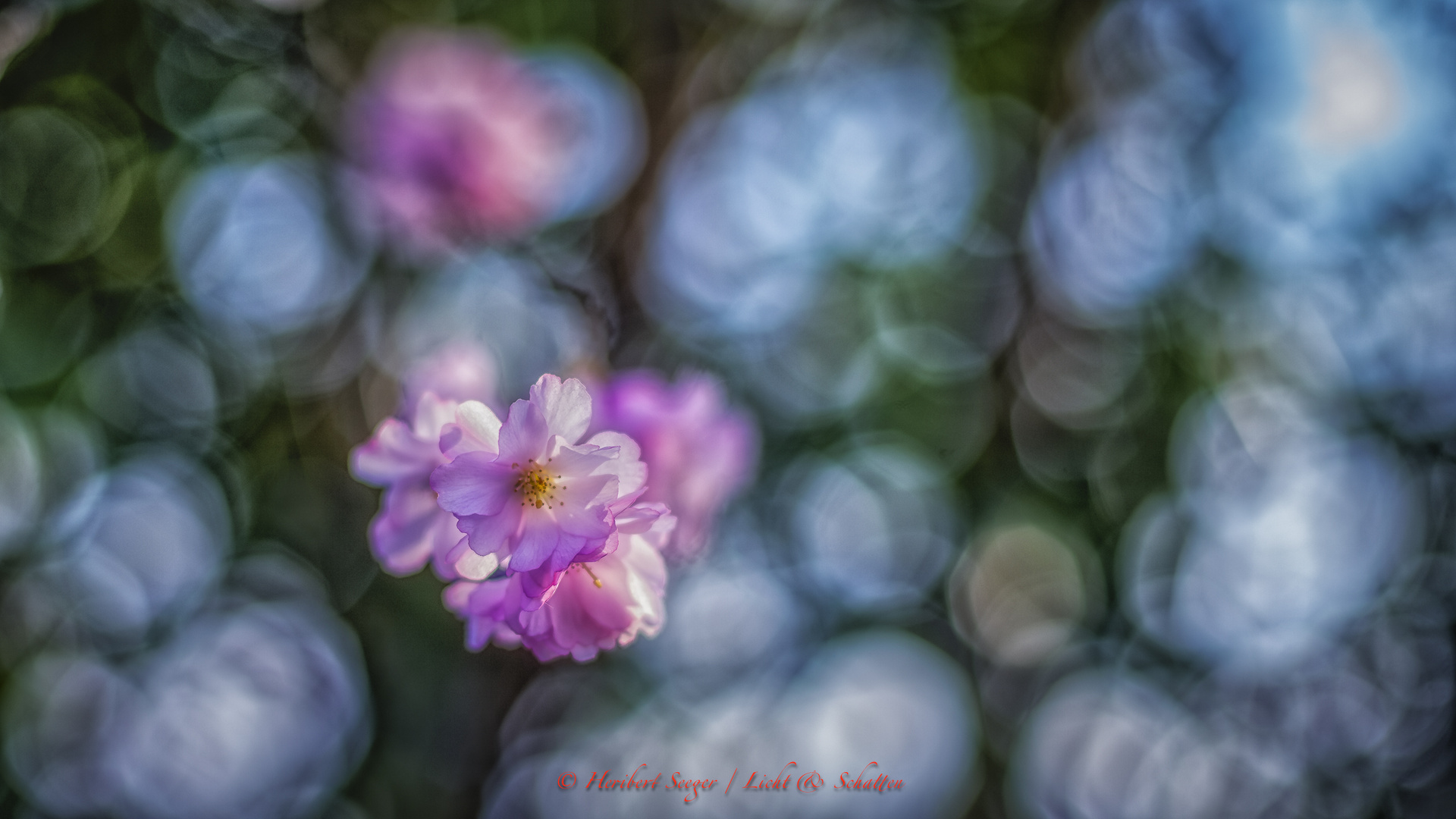 Japanische Kirschbaum Blüte