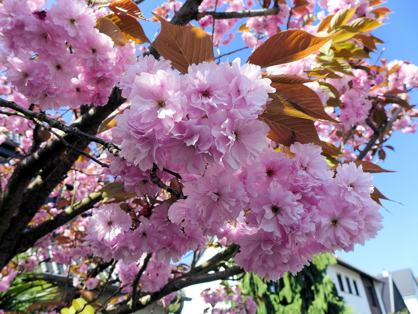 Japanische Kirschbaumblüte