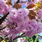 Japanische Kirschbaumblüte