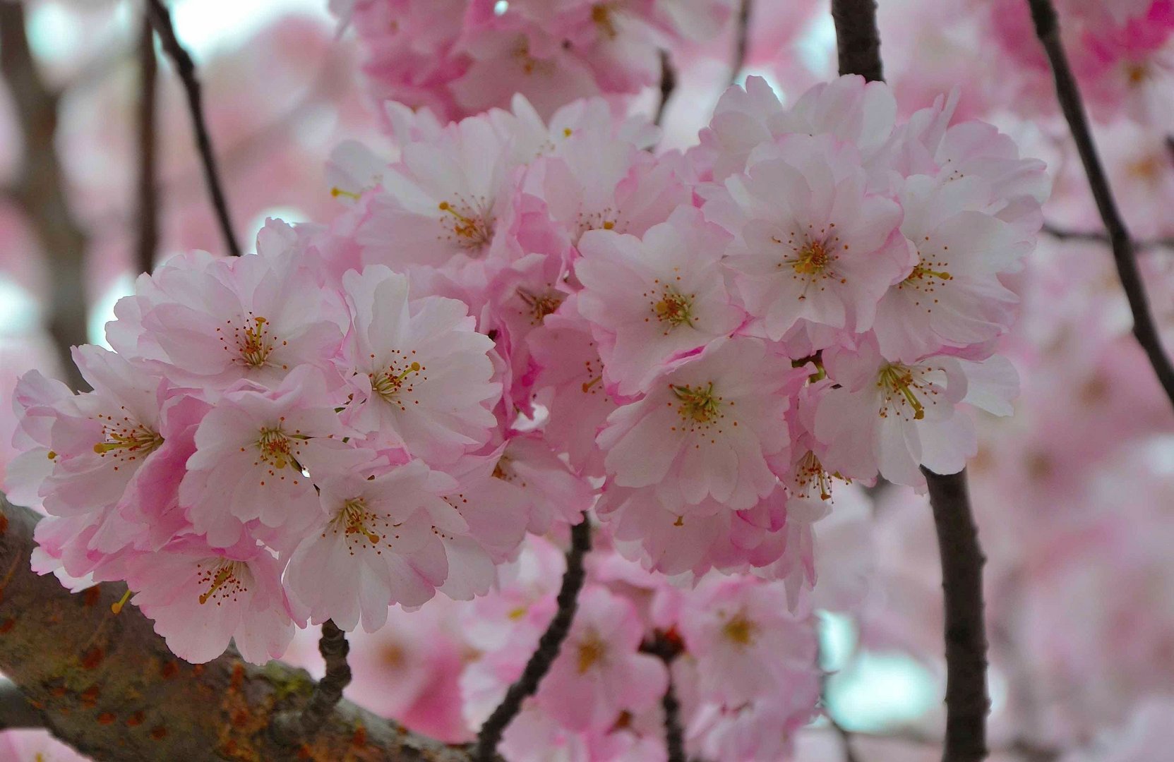 Japanische Kirschbaumblüte.