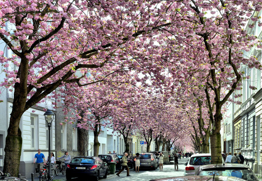 Japanische Kirschbaumblüte in Bonn