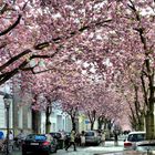 Japanische Kirschbaumblüte in Bonn