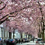 Japanische Kirschbaumblüte in Bonn