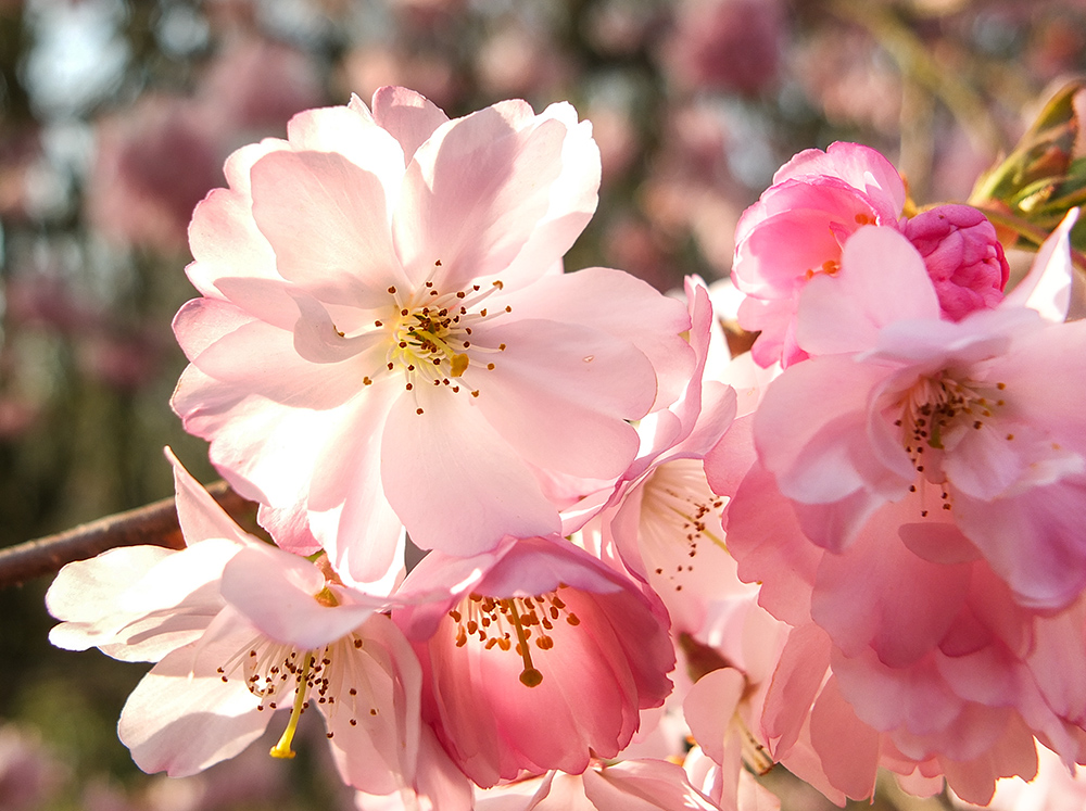 Japanische Kirschbaumblüten