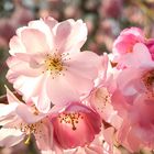 Japanische Kirschbaumblüten