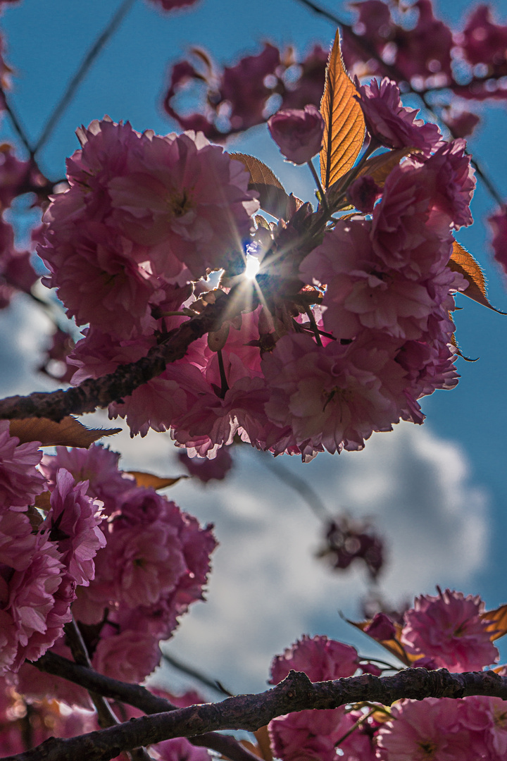 Japanische Kirschbaumblüten